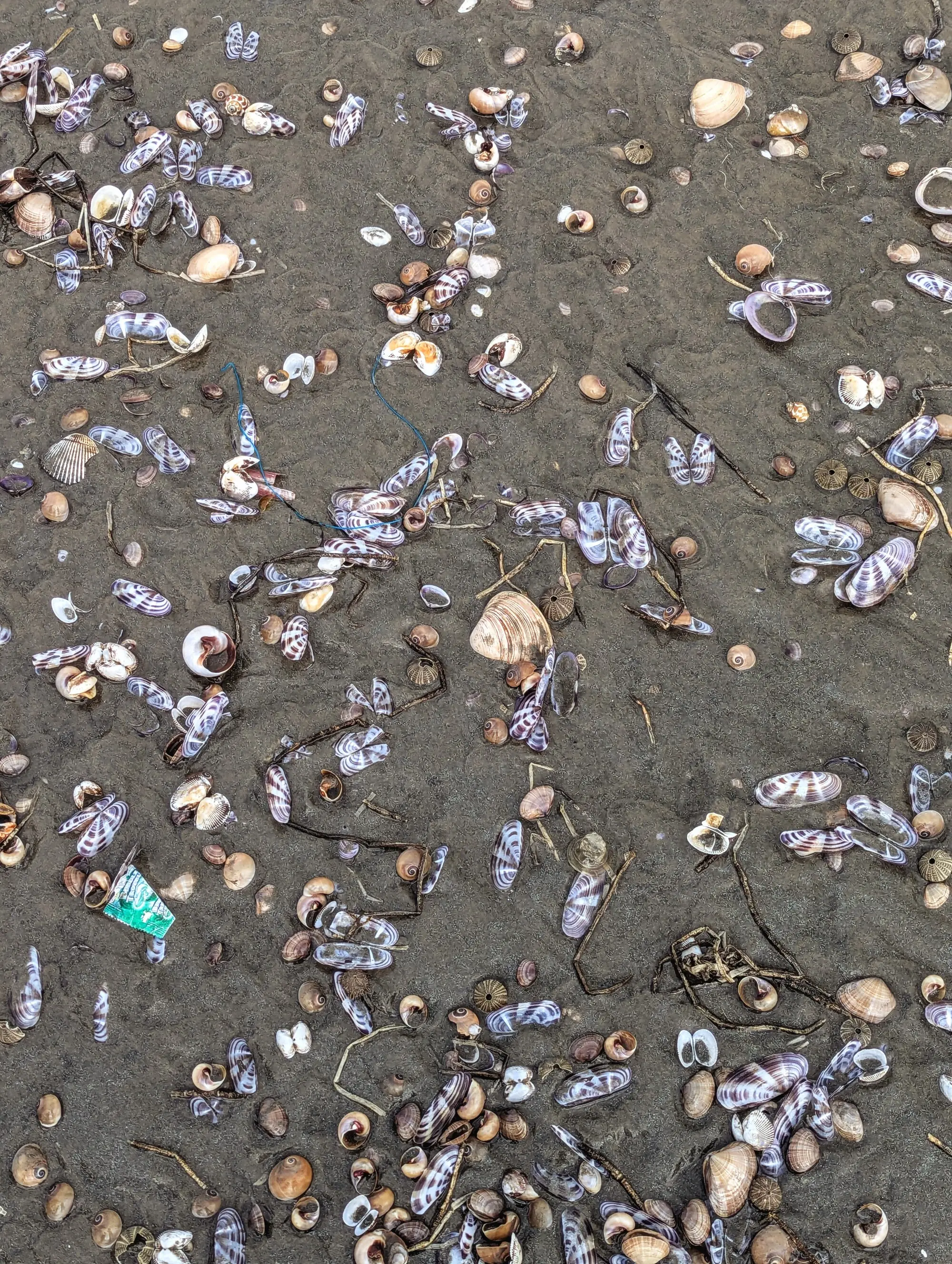 A closer look at shells washed ashore on Karachi’s beaches. — photo by Roshail Khan